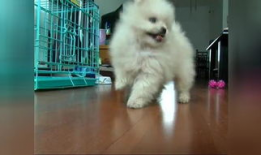 小狗狗跳舞视频